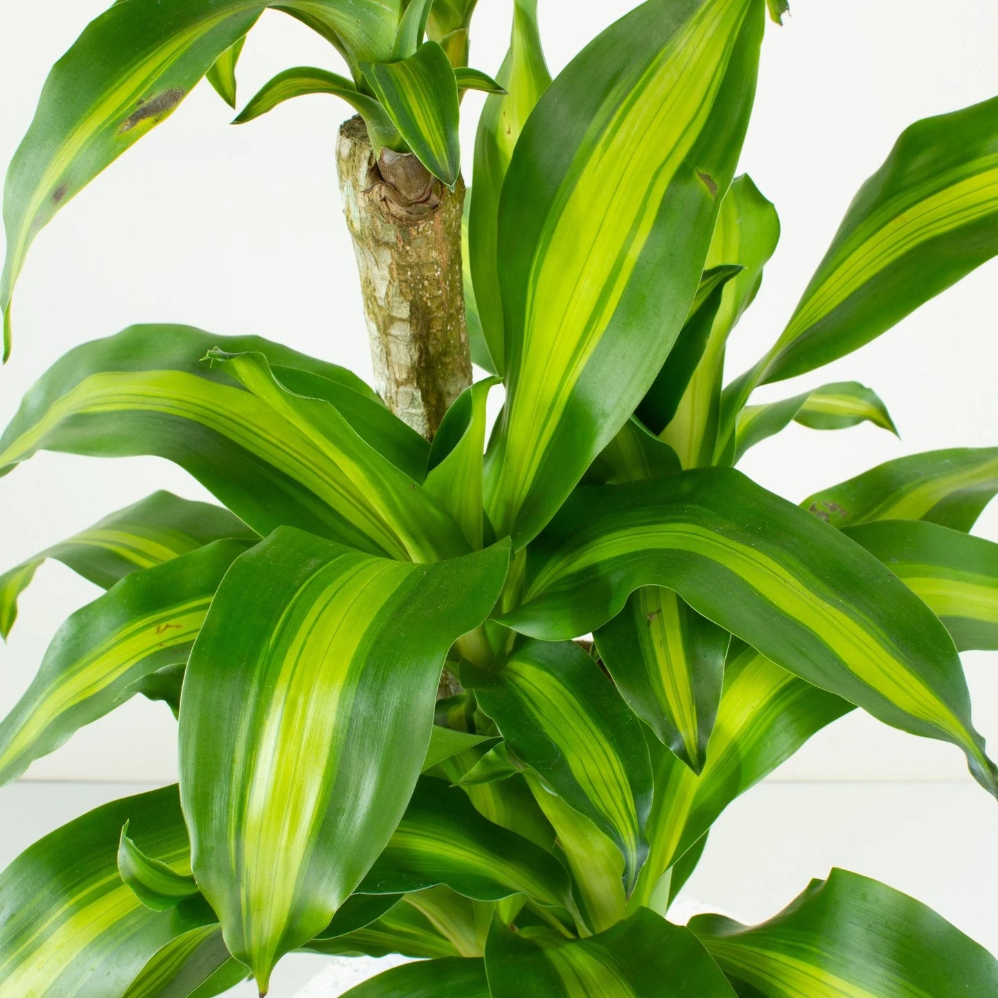 Dracaena fragrans Massangeana - Indoor House Plant - النباتات الداخلية