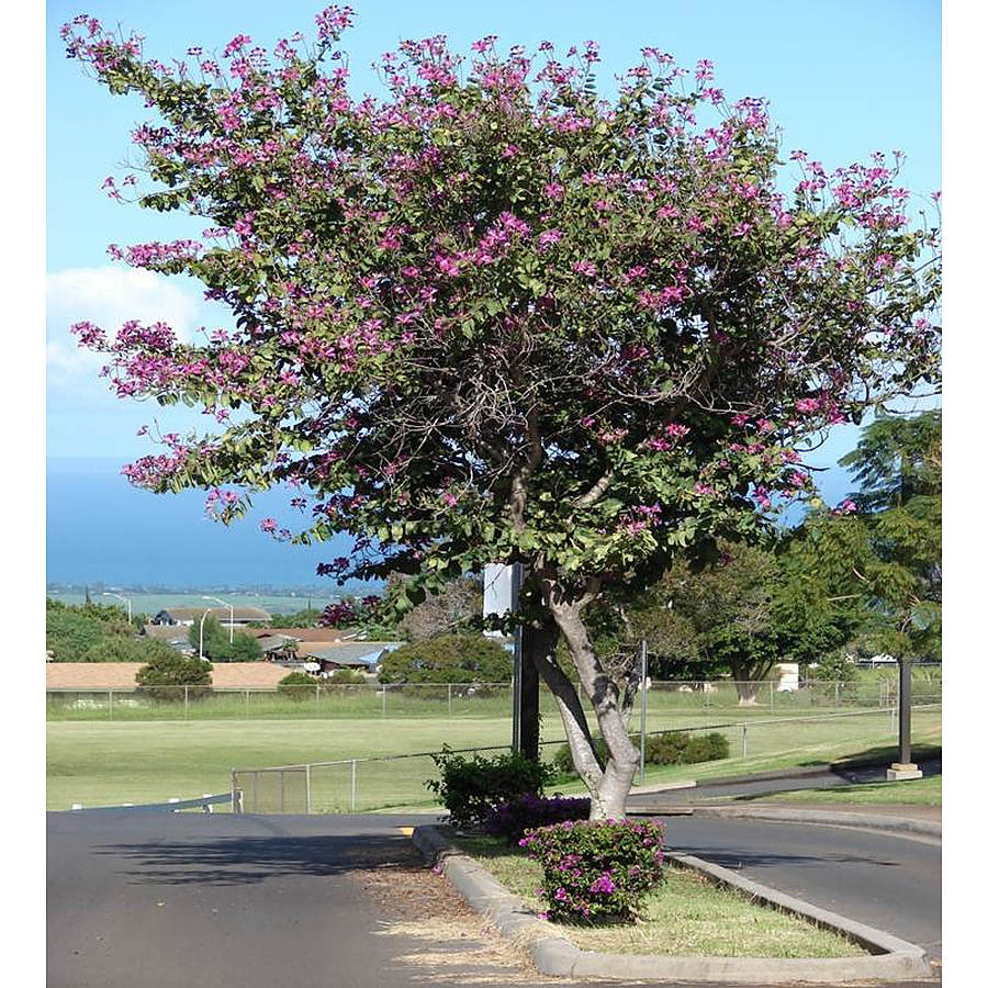 Bauhinia Blakeana Tree - شجرة البوهينيا