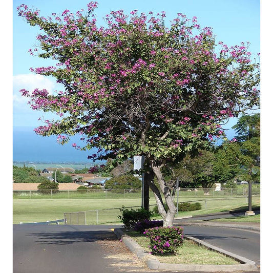 Bauhinia Blakeana Tree - شجرة البوهينيا