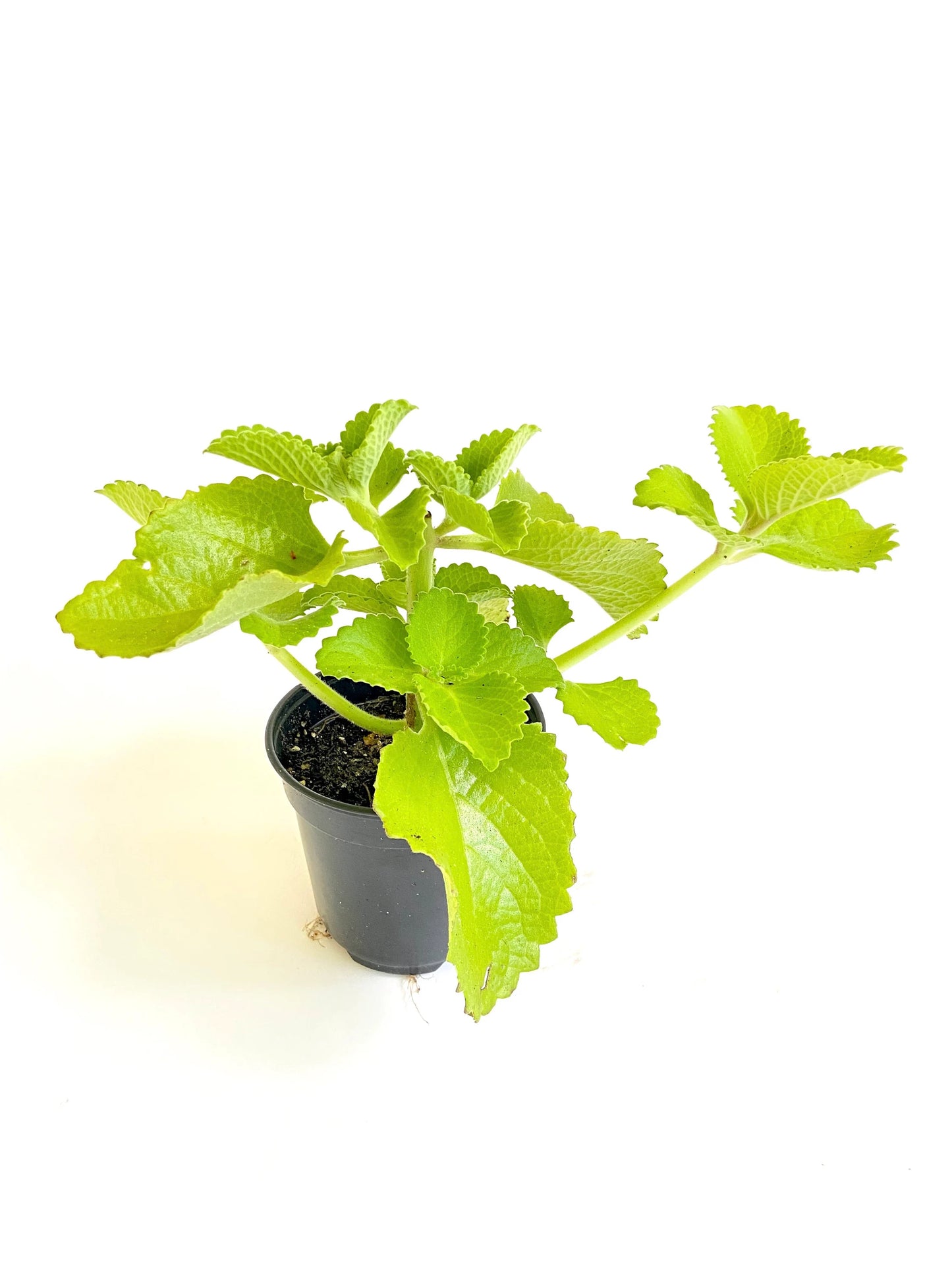 Indian Borage (Zatar / oregano)