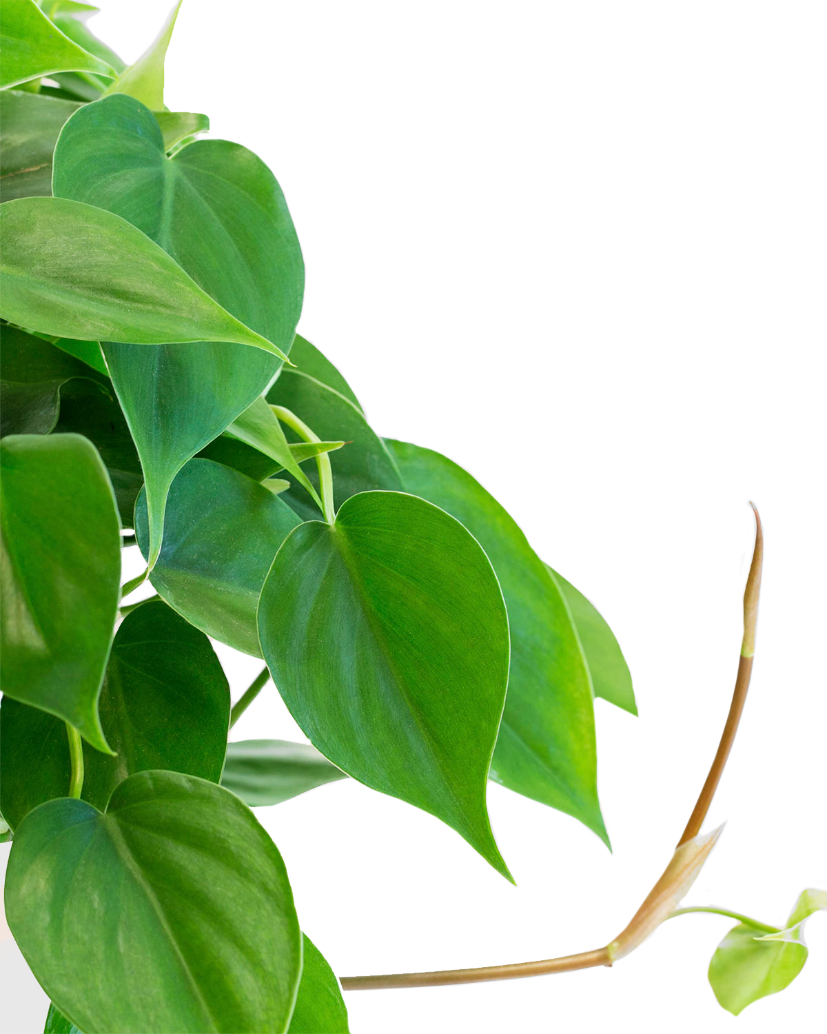 Philodendron Cordatum Green
