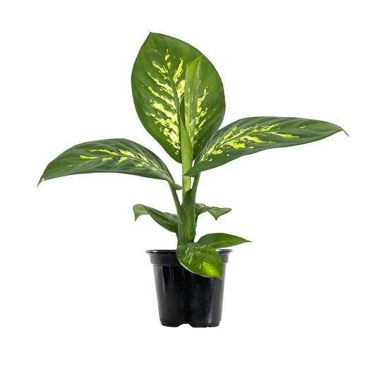 Dieffenbachia Seg. Tropic Snow - Indoor House Plant - نبات داخلي