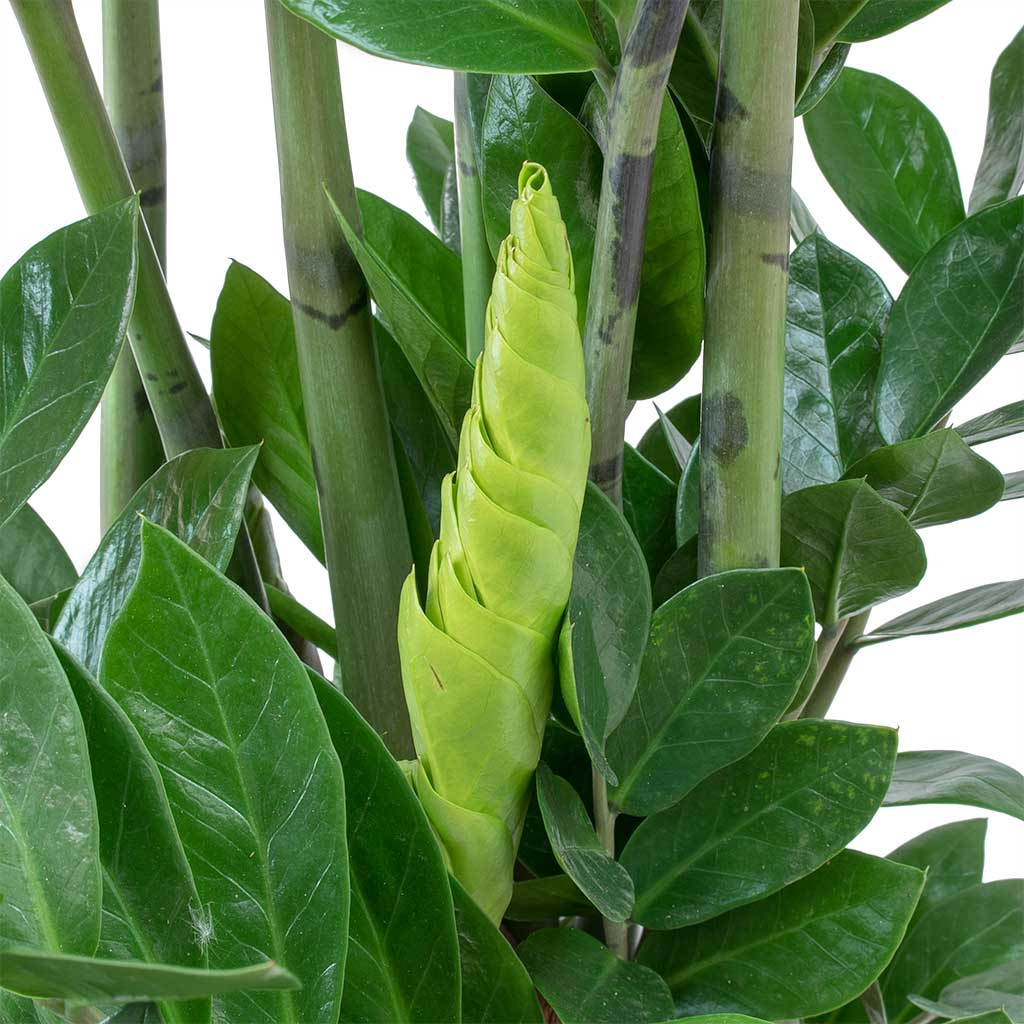 Zamioculcas Zamiifolia - ZZ Plant - Indoor House Plant - نبات داخلي