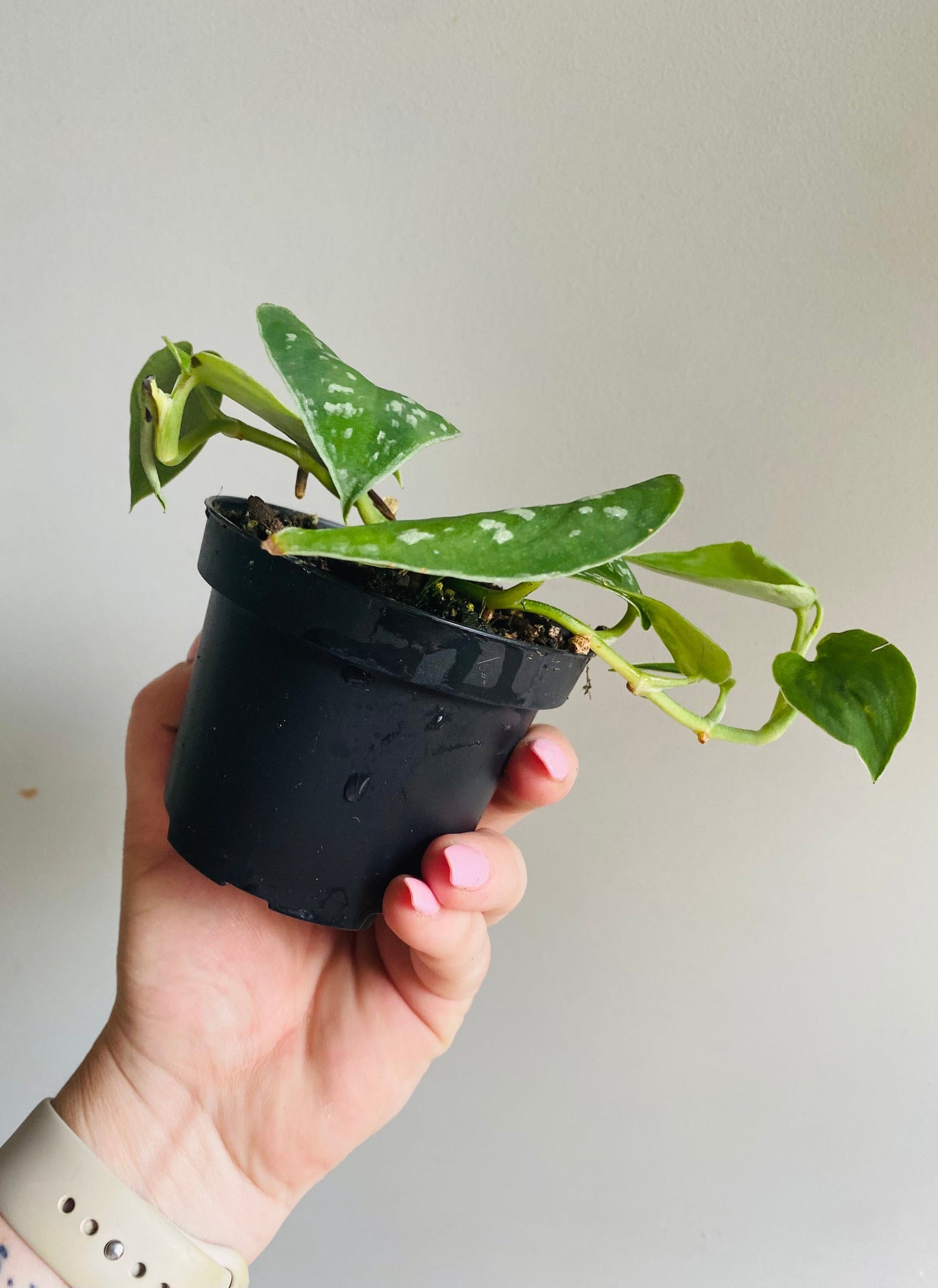 Silver Satin Pothos - Scindapsus Pictus Argyraeus - Indoor House Plant - نبات داخلي