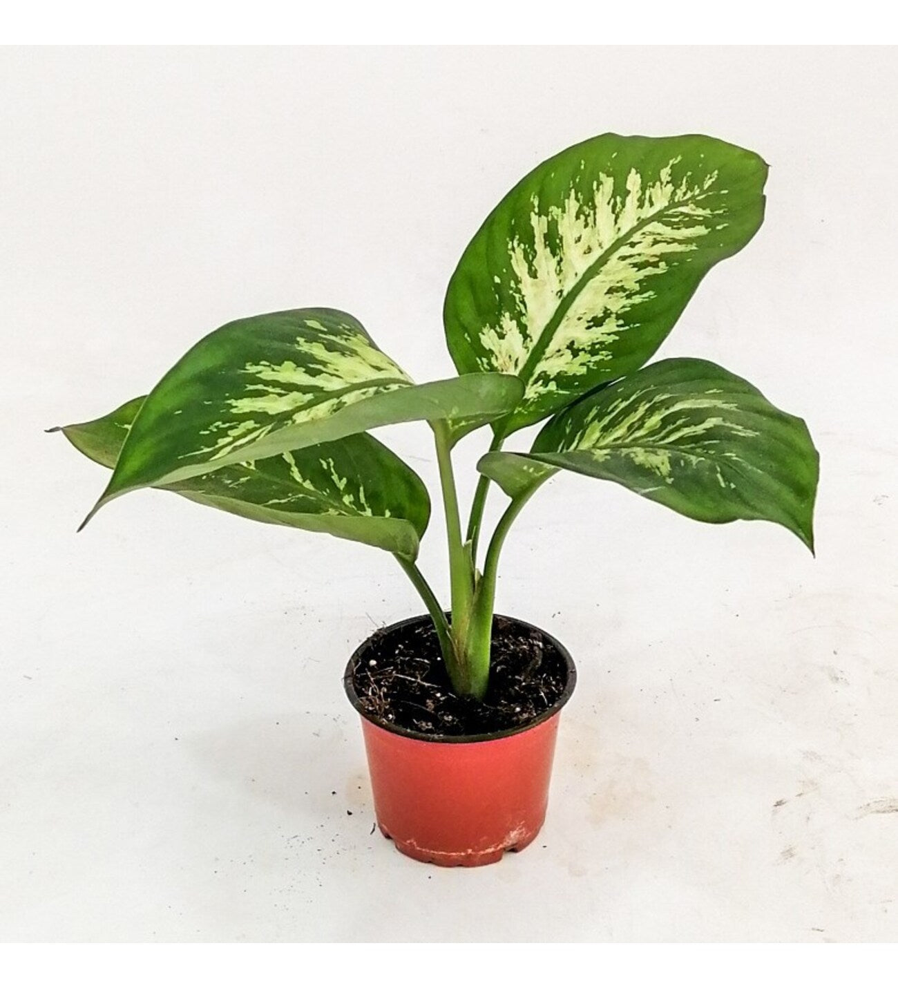 Dieffenbachia Seg...