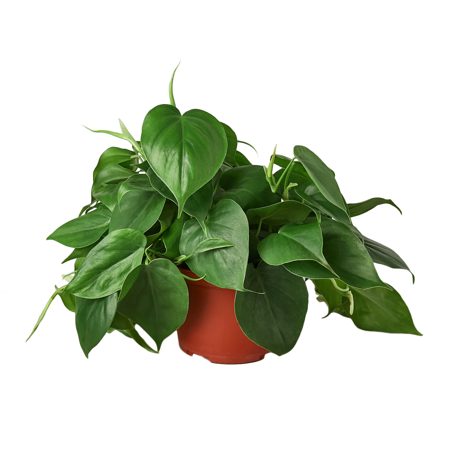 Philodendron Cordatum Green