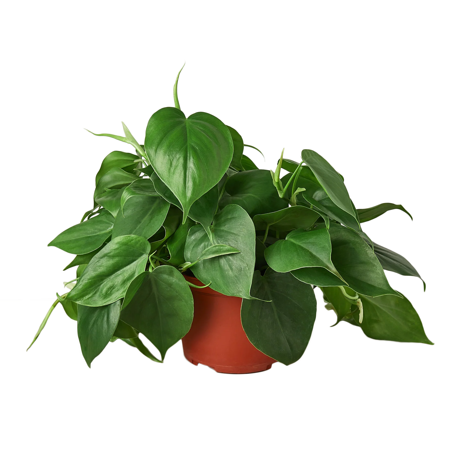 Philodendron Cord...