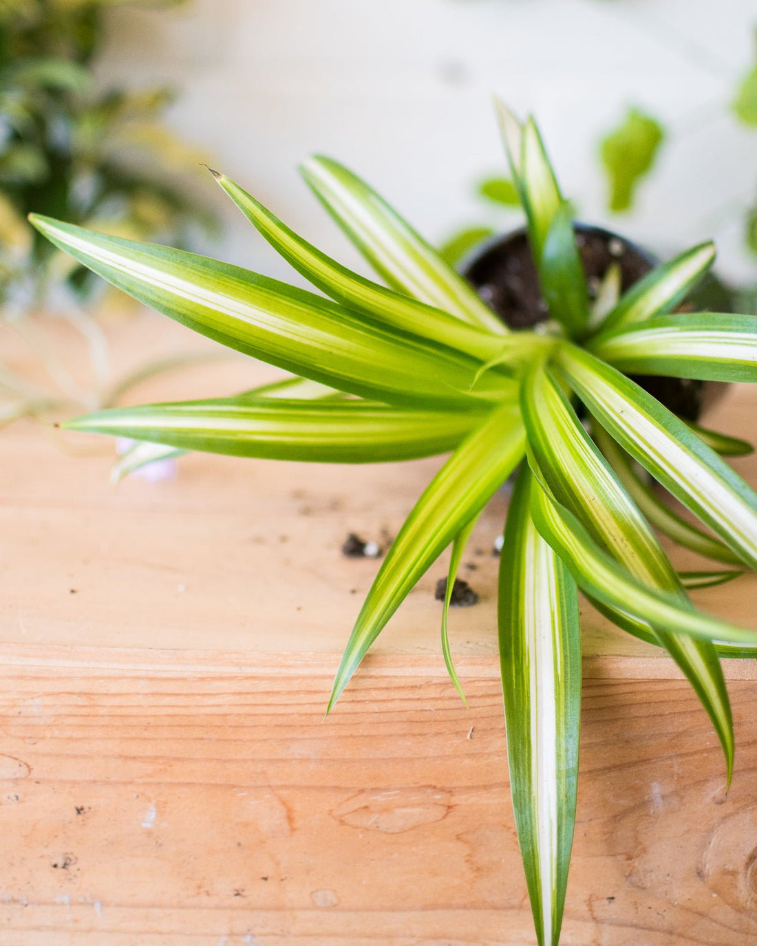 Spider Plant - Chlorophytum - Indoor Plant - نبات داخلي