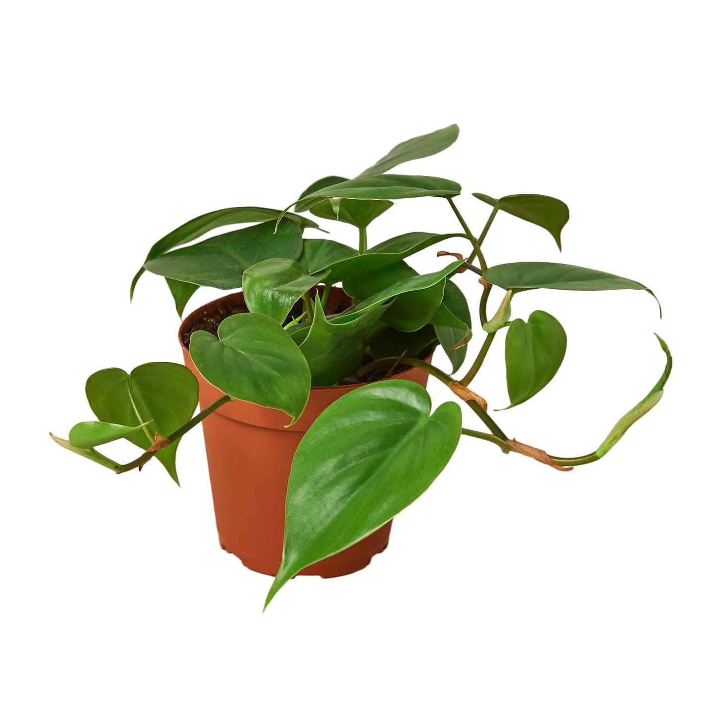 Philodendron Cordatum Green