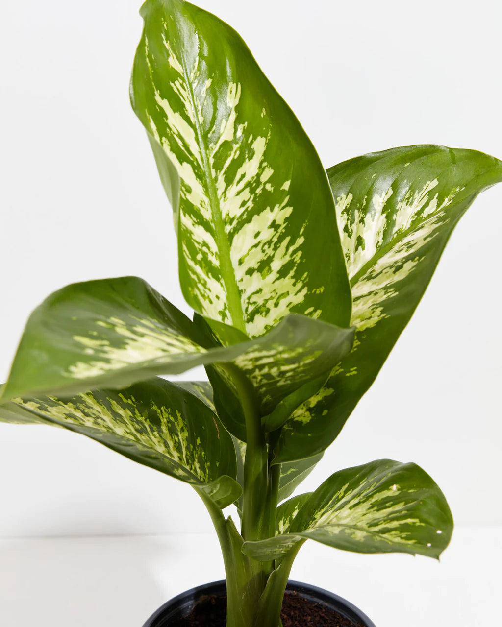 Dieffenbachia Tropic Snow - Dumb Cane Plant - Indoor House Plant - نبات داخلي