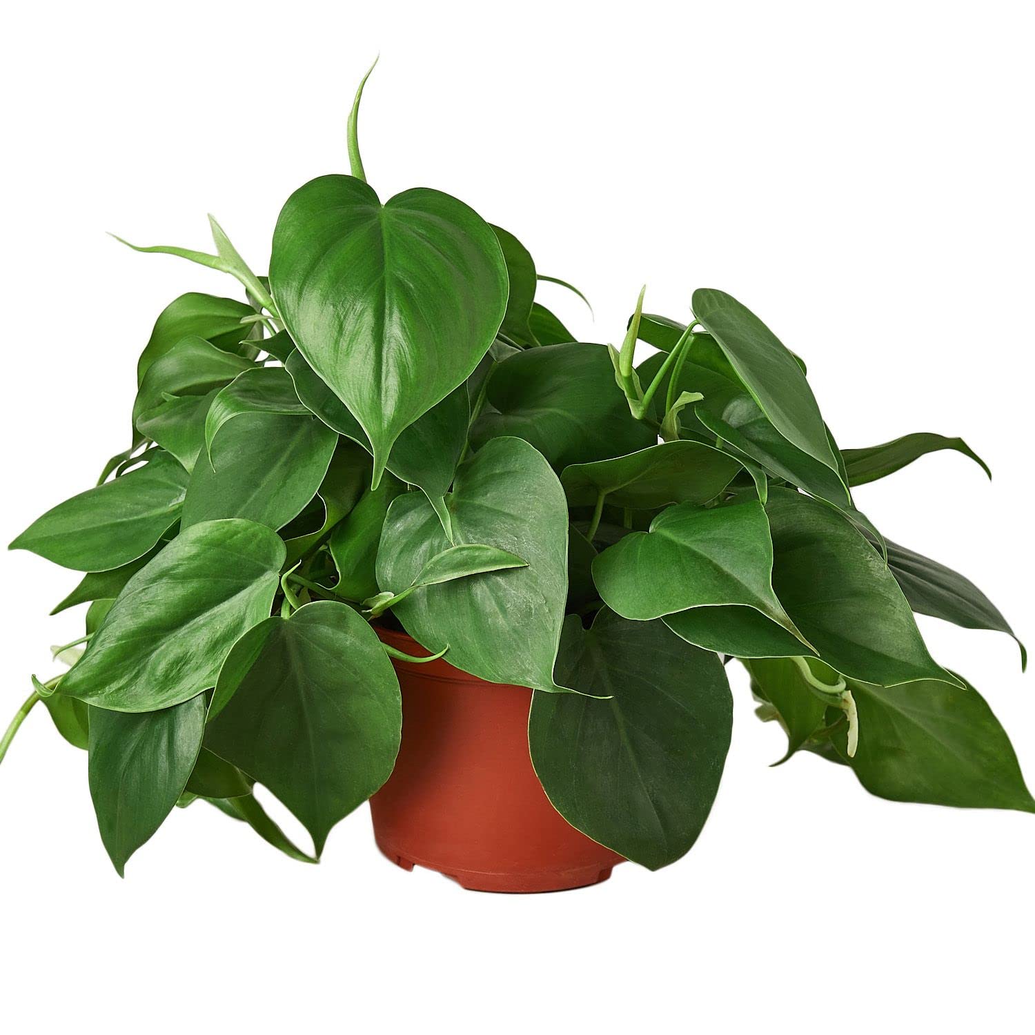 Philodendron Cord...