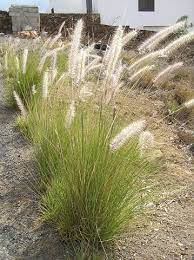 Pennisetum