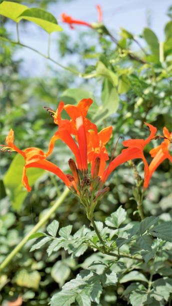 Tecomaria capensis – تيكوماريا (زهرة البوق)