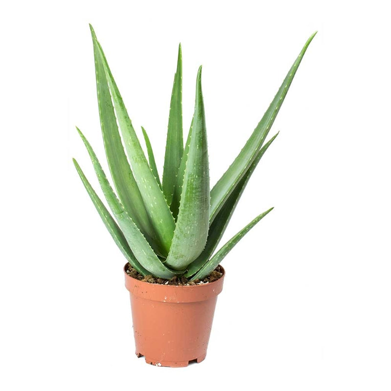 Aloe Vera Plant - Organic Plant - صبار الوفيرا