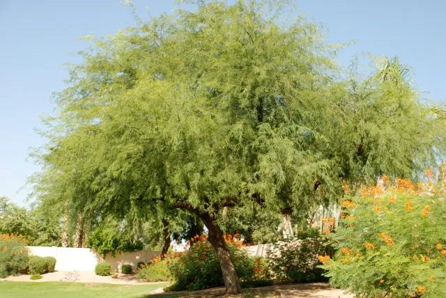 Prosopis Species Tree - شجرة الغاف