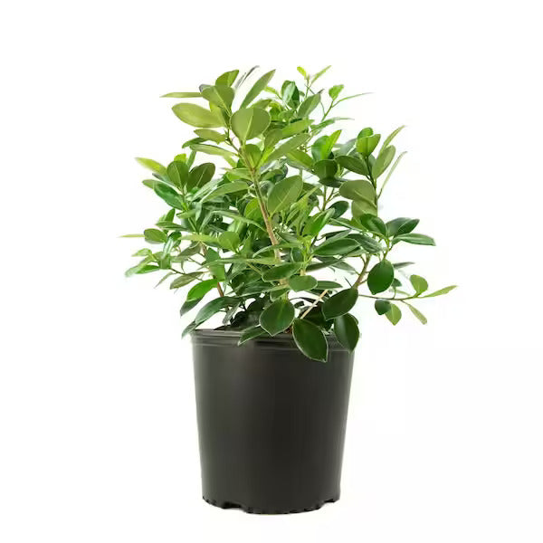 Ficus Panda