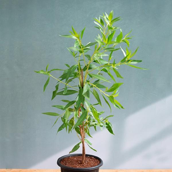 Conocarpus