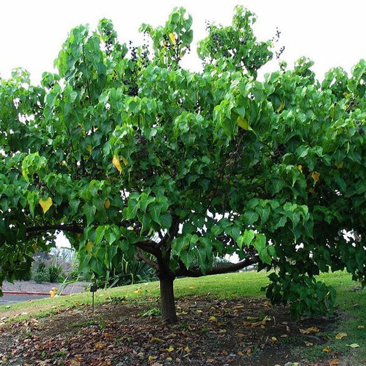 Thespesia Tree - شجرة الثسبسيا