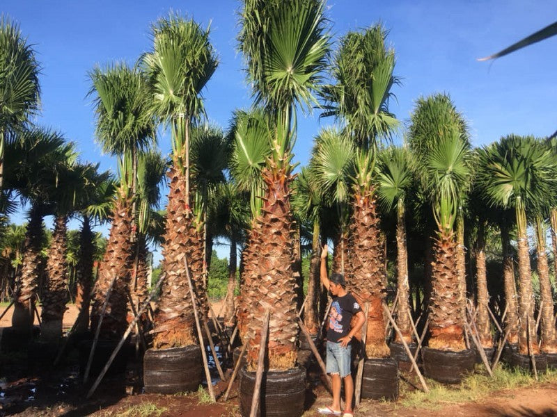 Washingtonia Robu...