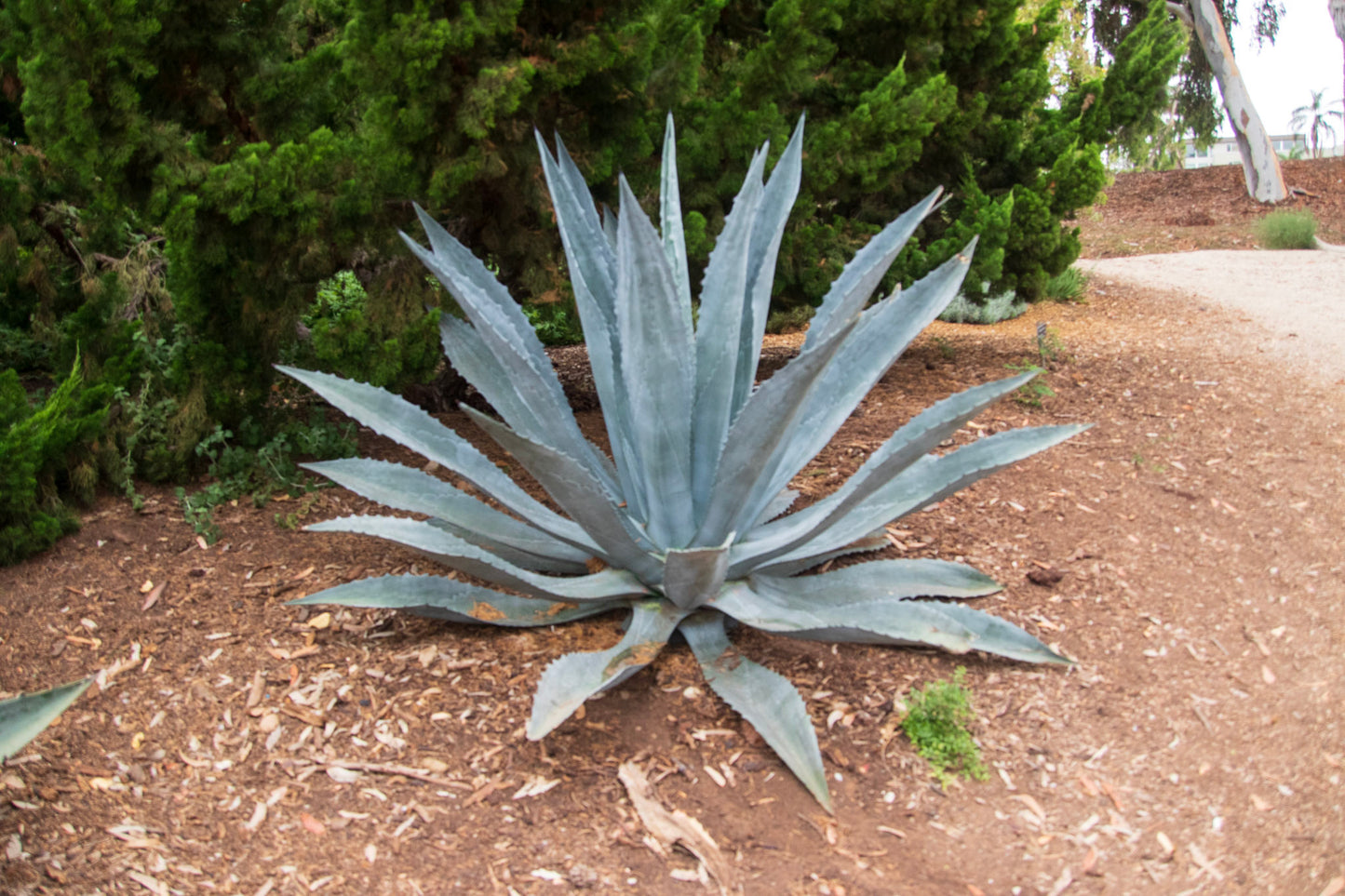 Agave Silver Americana