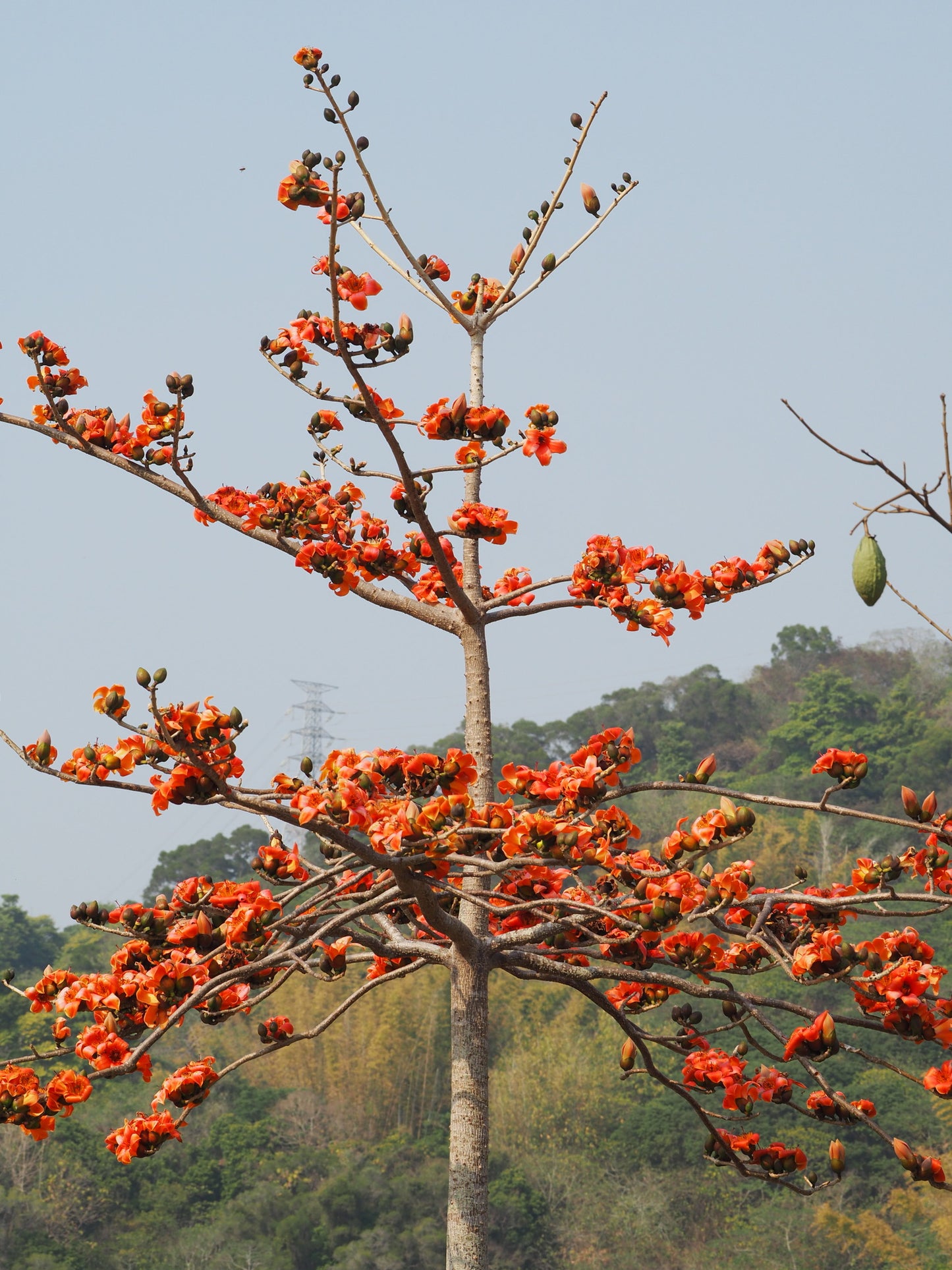Bombax Red Tree - البومباكس