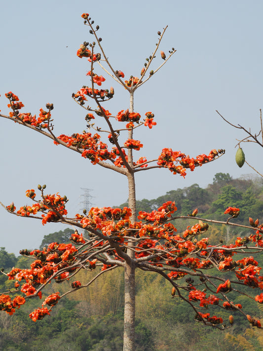 Bombax Red Tree -  البومباكس