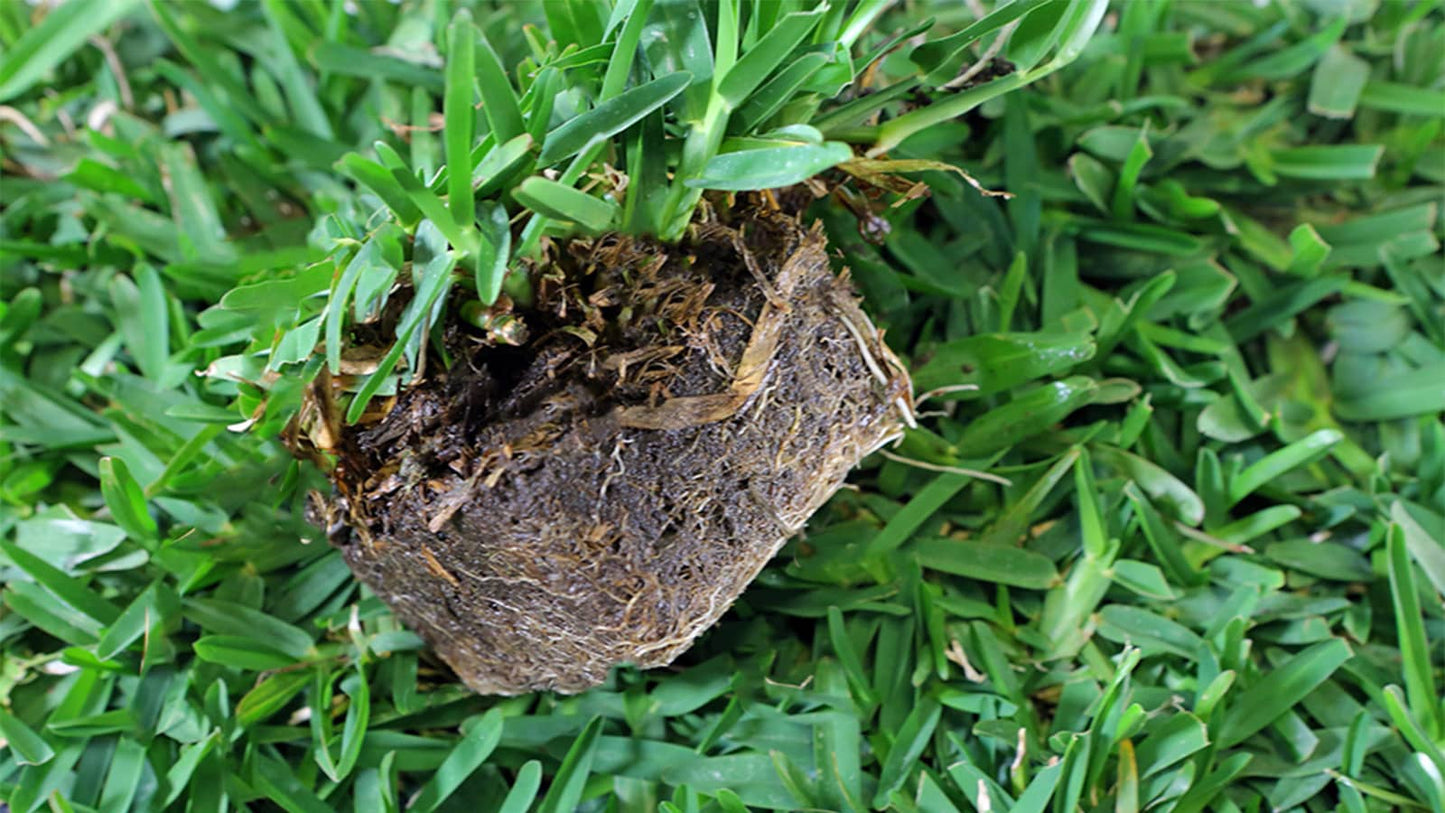 St. Augustine Grass (Spanish Grass)