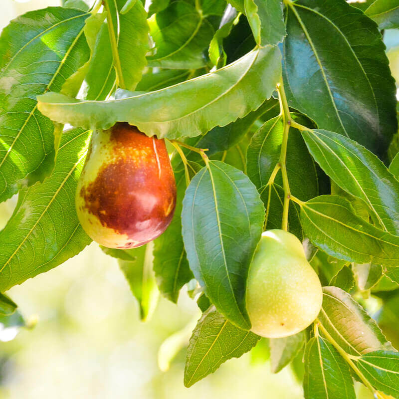 Ziziphus Jujuba Tree