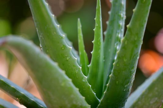 Aloe Vera Plant - Organic Plant - صبار الوفيرا