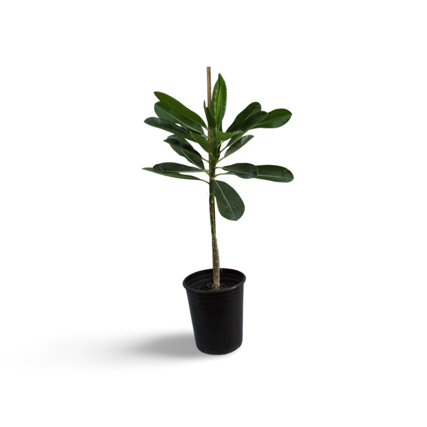 Plumeria obtusa