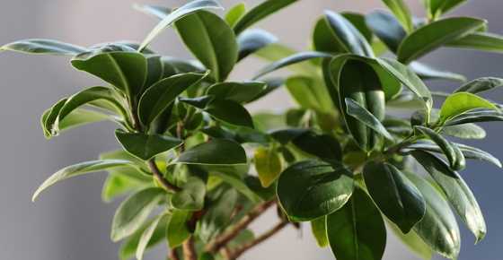 Ficus Panda