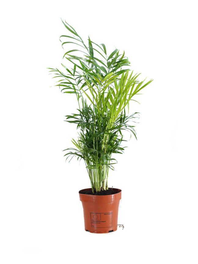 Chamaedorea Elegans - شاميدوريا إليجانس - نباتات داخلية