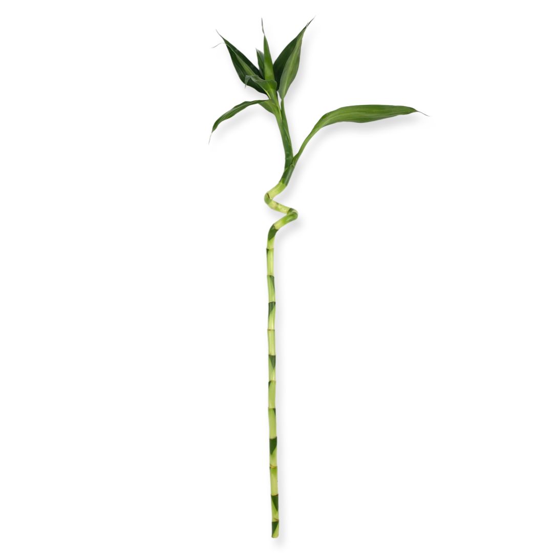 Spiral Lucky Bamboo - نبتة بامبو