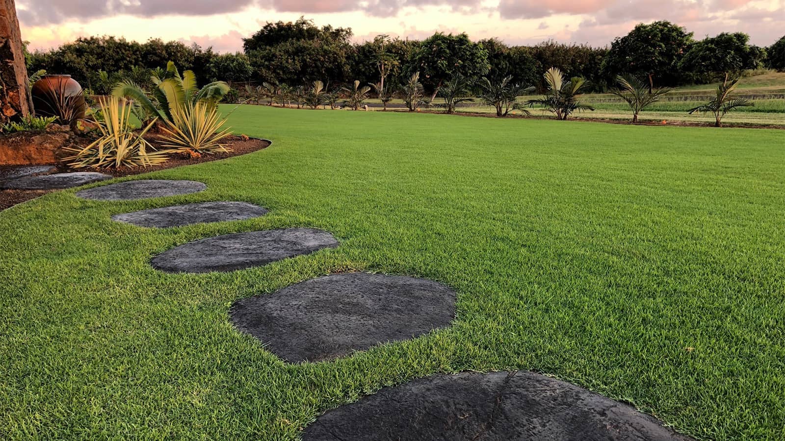 Paspalum Grass (A...