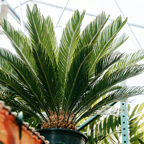Cycas Revoluta ‘Fern Palm’