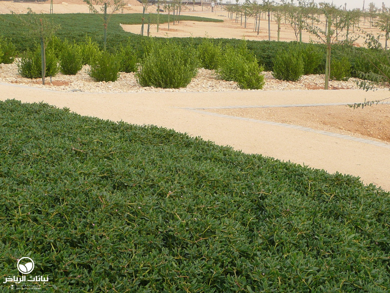 Sesuvium portulacastrum