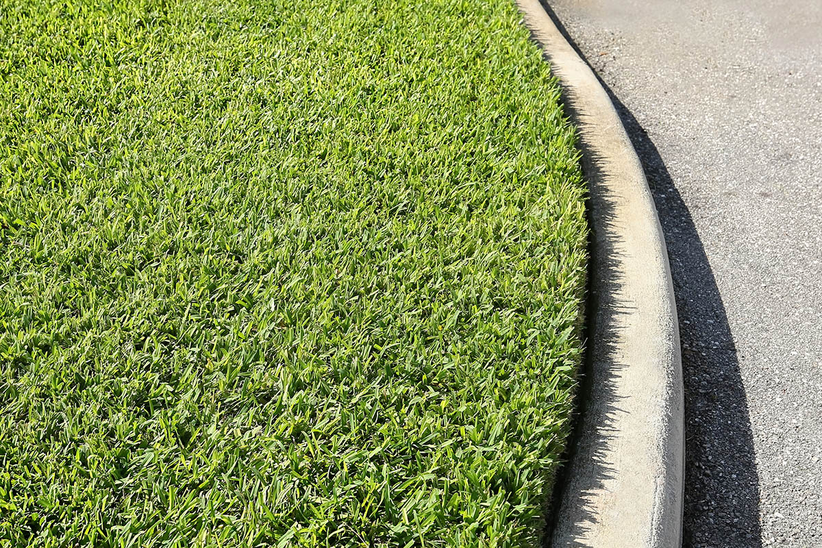 St. Augustine Grass (Spanish Grass)