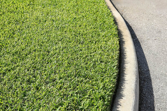 St. Augustine Grass (Spanish Grass)
