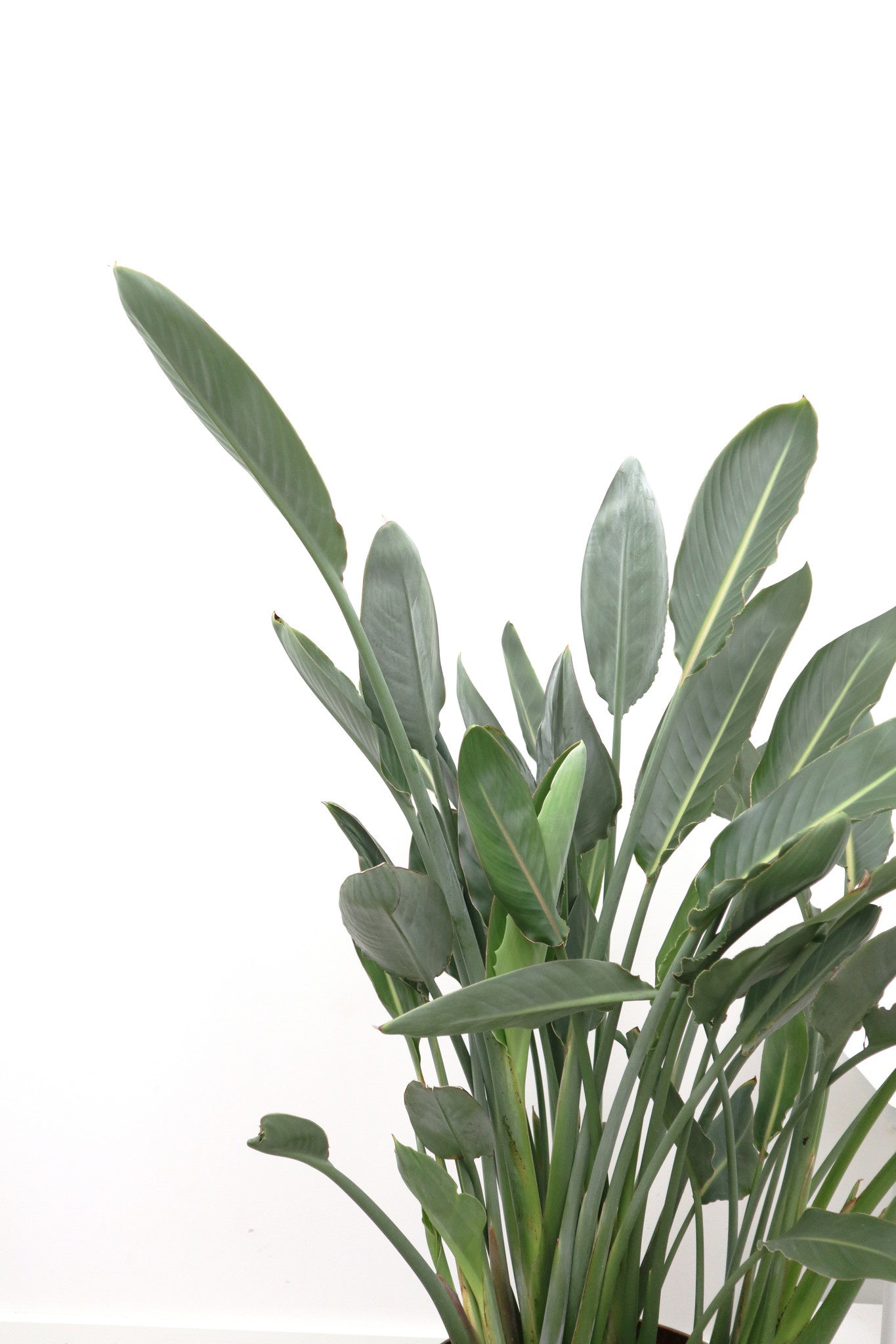 Strelitzia Reginae Plant - عصفور الجنة