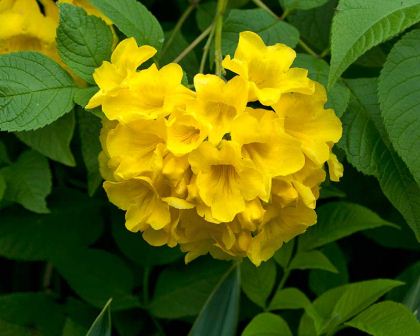 Tecoma stans (Yellow Bells / Yellow Trumpet Tree) - شجرة التيكوما الصفراء