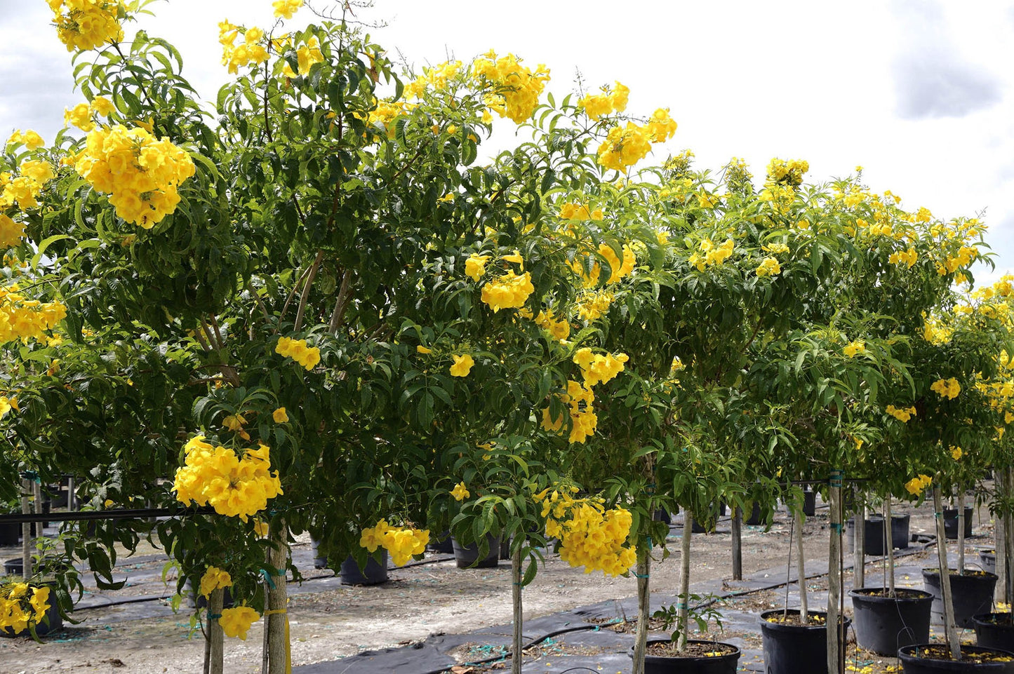 Tecoma Stans