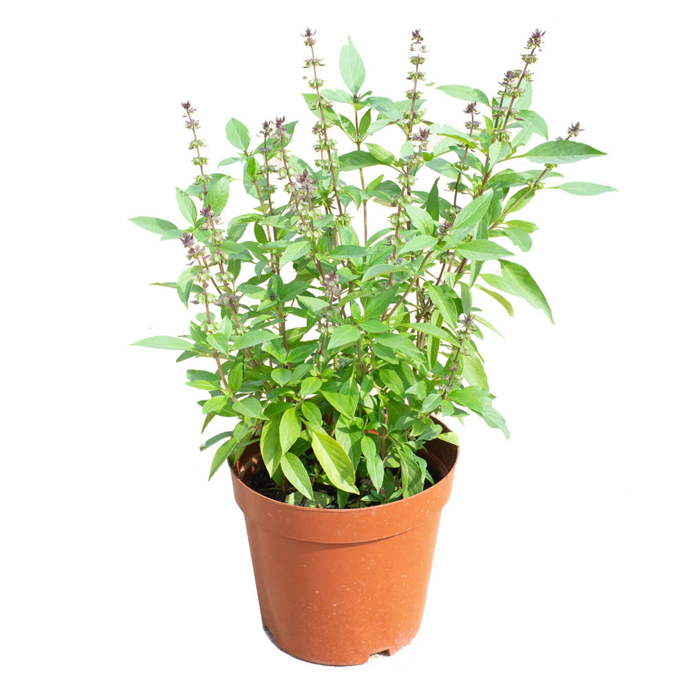 Basil Shrub (Mashmoom) - مشموم - ريحان