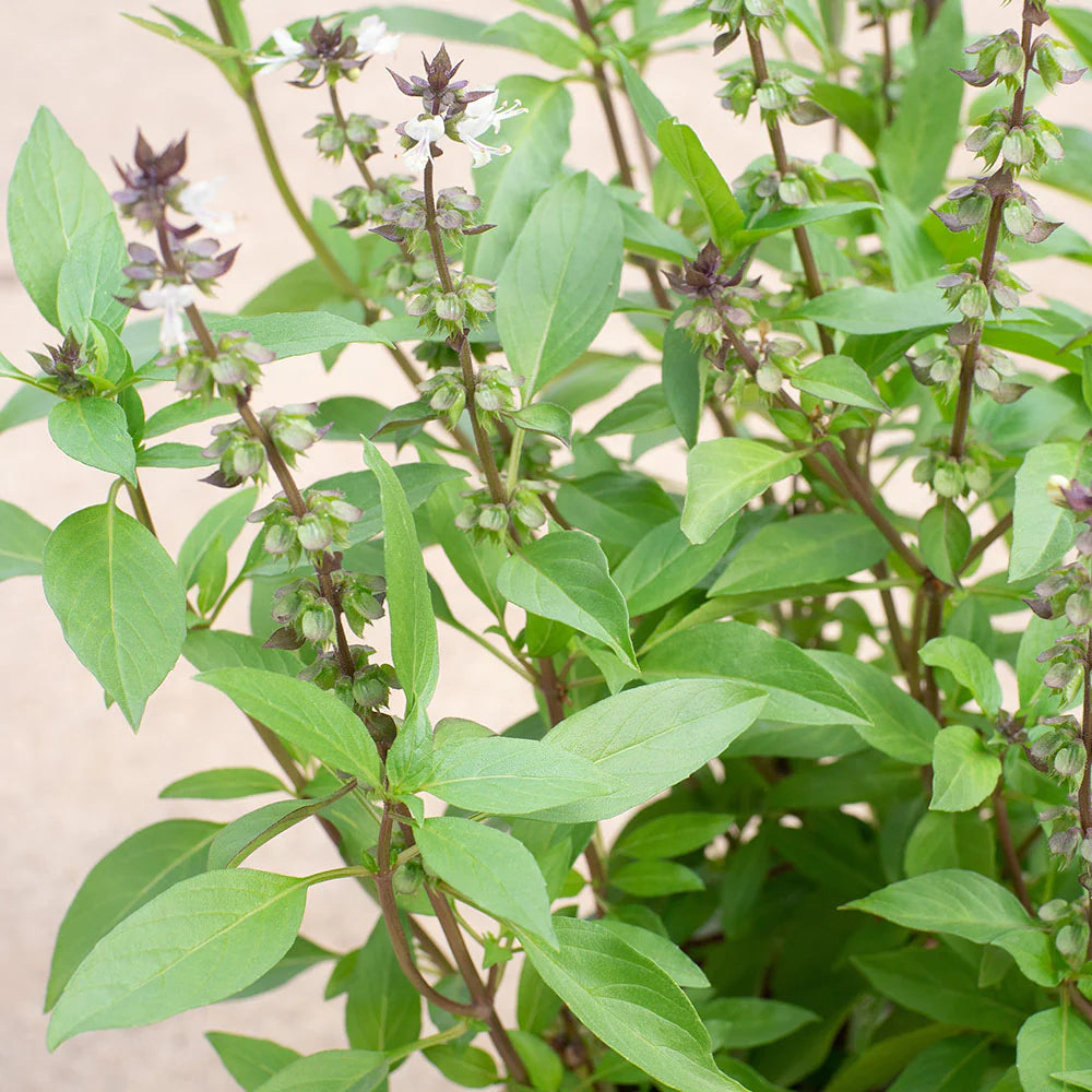Basil Shrub (Mashmoom) - مشموم - ريحان