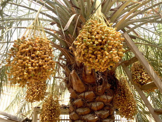 Date Palms: Guardians of Tradition in Kuwait's Agriculture