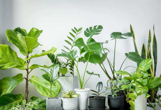 Top 10 Air Purifying Indoor Plants for Better Air Quality in Kuwait