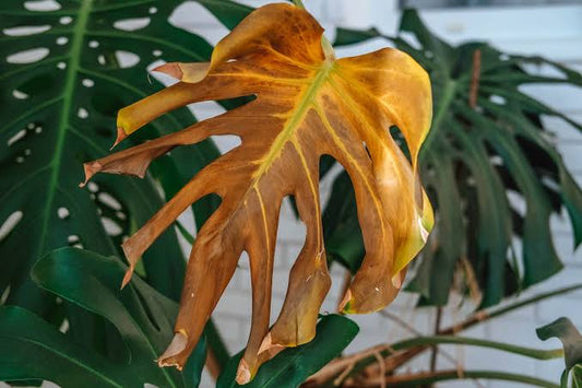Why are my plant leaves turning brown?