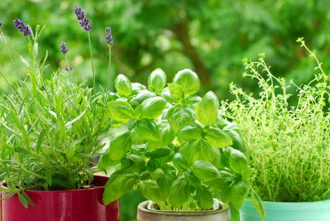 Herbs & Edible Plants