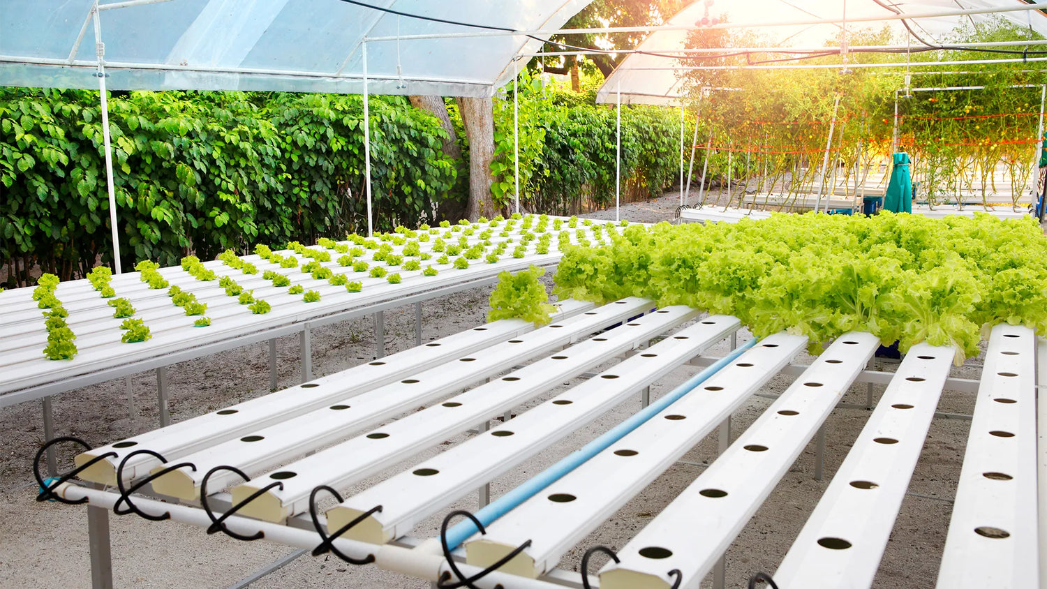 Hydroponics System - نظام الزراعة المائية