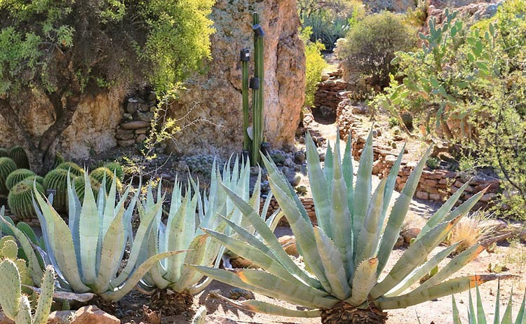 Outdoor Cactus