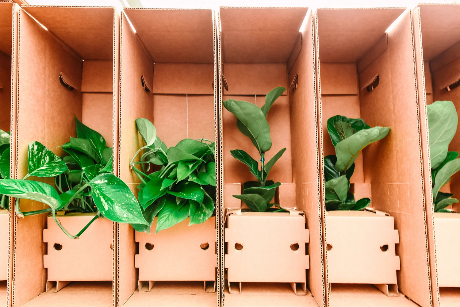 New Arrivals: Fresh Imported Plants